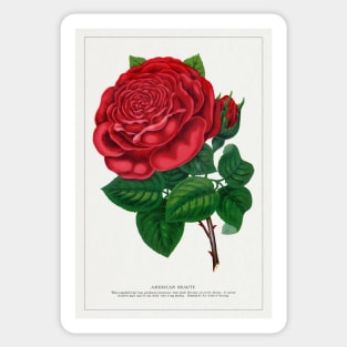 Red rose, American Beauty Lithograph (1900) Sticker